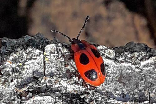 Réf. 329 493 : Endomychus coccineus